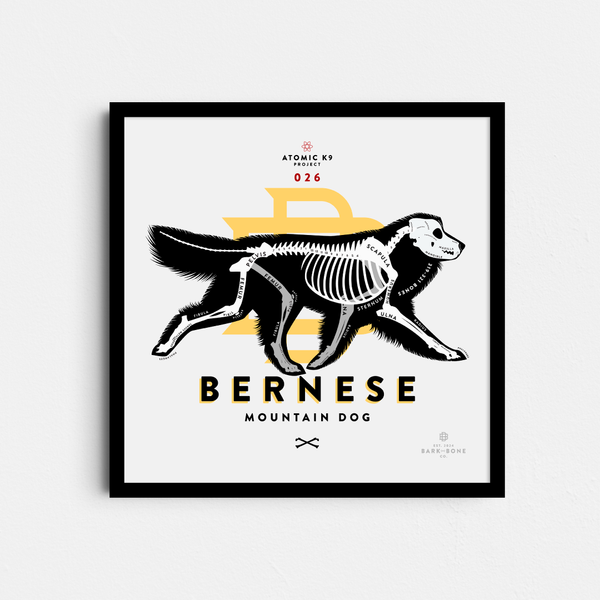 Bernese Mountain Dog Bone Print- 12" x 12"