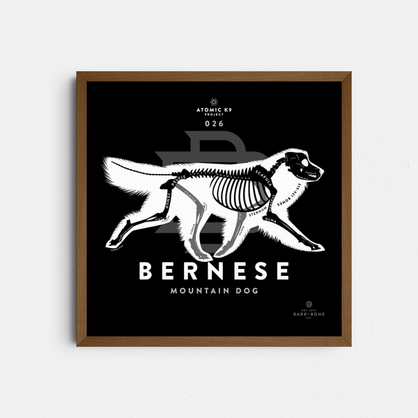 Bernese Mountain Dog Bone Print- 12" x 12"