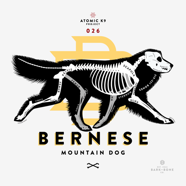 Bernese Mountain Dog Bone Print- 12" x 12"