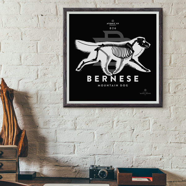 Bernese Mountain Dog Bone Print- 12" x 12"