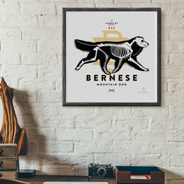 Bernese Mountain Dog Bone Print- 12" x 12"