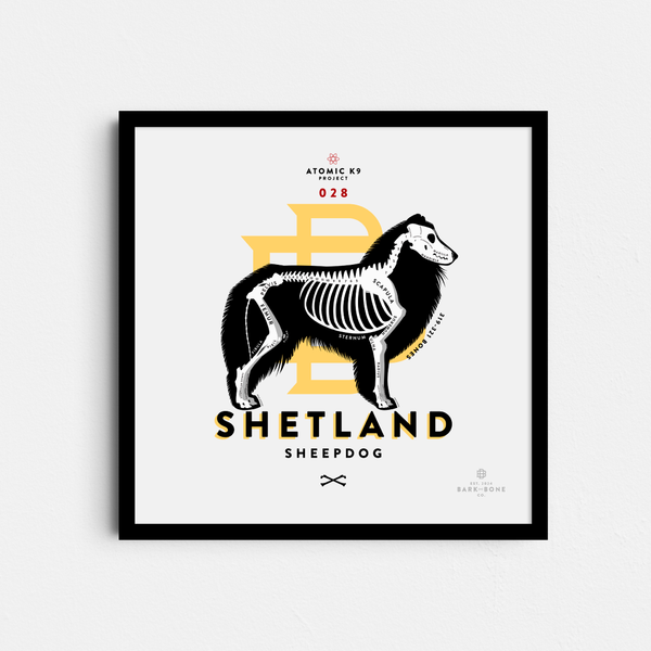 Shetland Sheepdog Bone Print- 12" x 12"