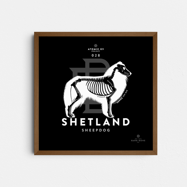 Shetland Sheepdog Bone Print- 12" x 12"