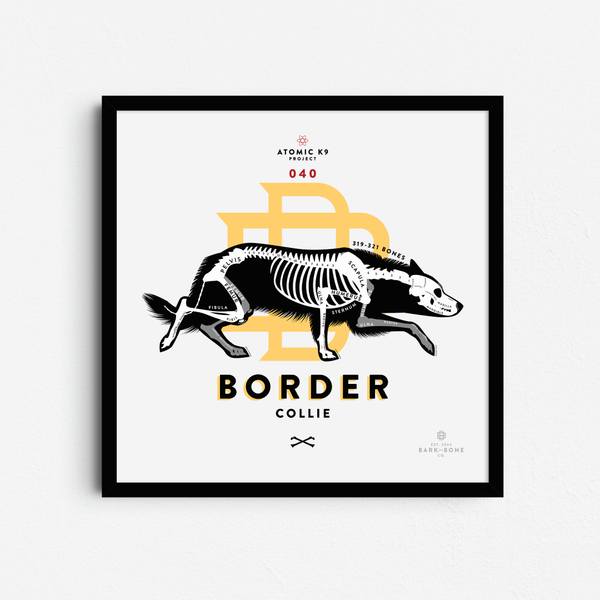 Border Collie Bone Print- 12" x 12"