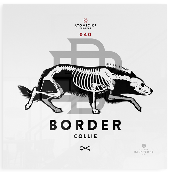 Border Collie xR&D Acrylic Panel