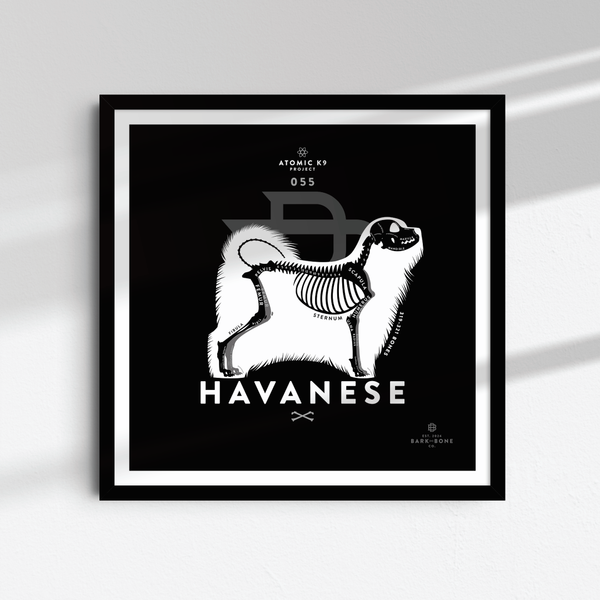 Havanese Bone Print - Digital File Only