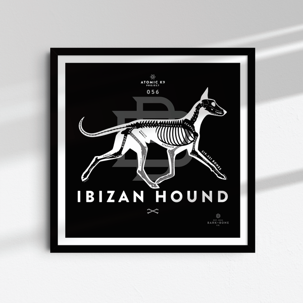 Ibizan Hound Bone Print- 12" x 12"