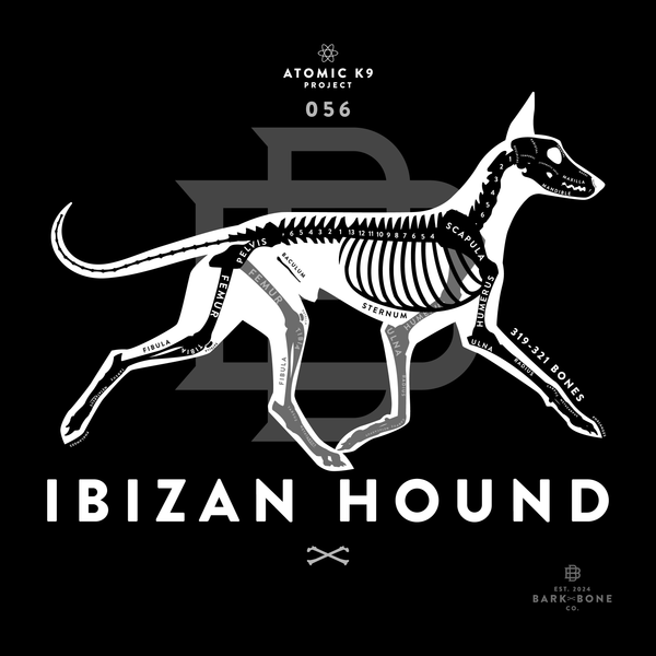 Ibizan Hound Bone Print- 12" x 12"