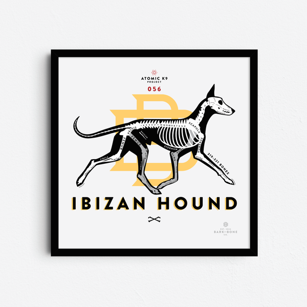 Ibizan Hound Bone Print- 12" x 12"