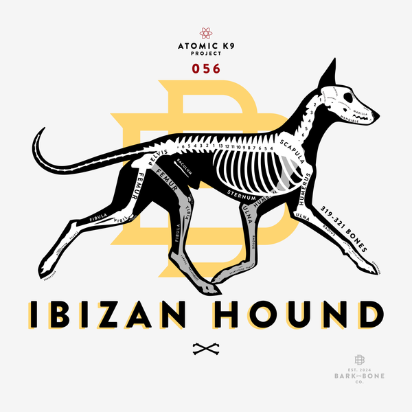 Ibizan Hound Bone Print- 12" x 12"