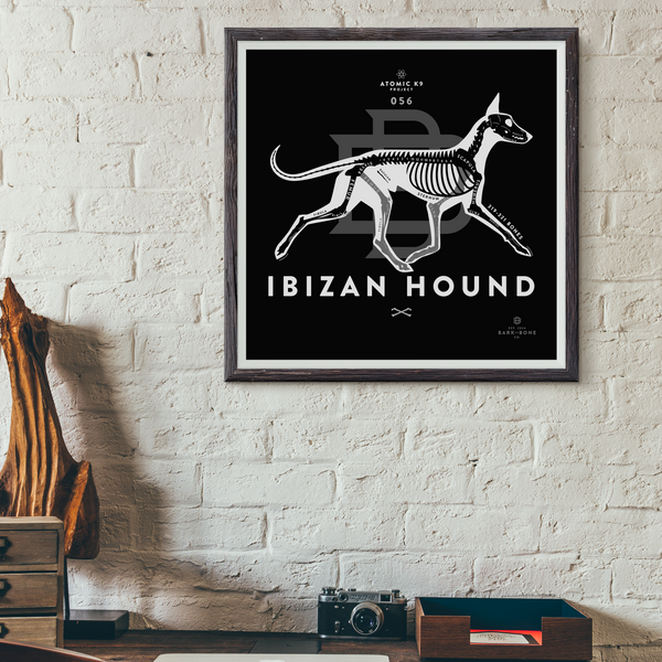 Ibizan Hound Bone Print- 12" x 12"