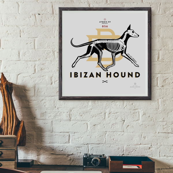 Ibizan Hound Bone Print- 12" x 12"