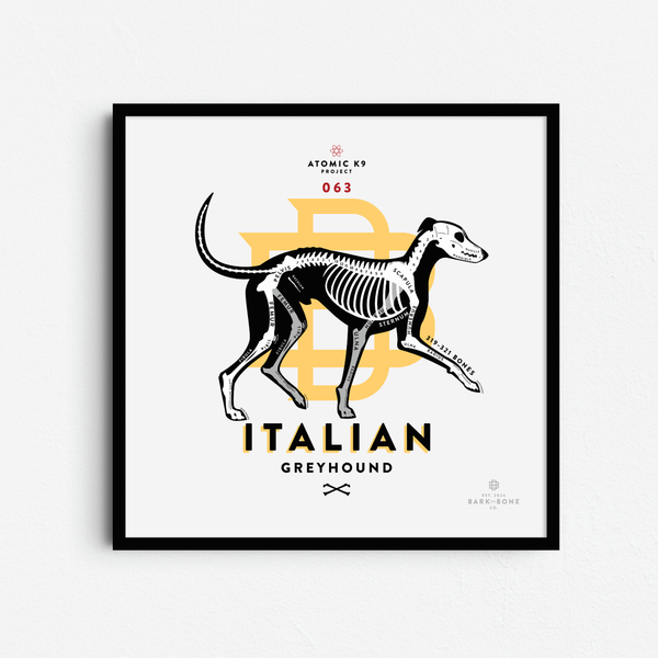 Italian Greyhound Bone Print- 12" x 12"