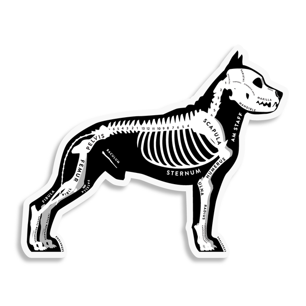American Staffordshire Terrier Skin & Bones Vinyl Sticker (3 pack)