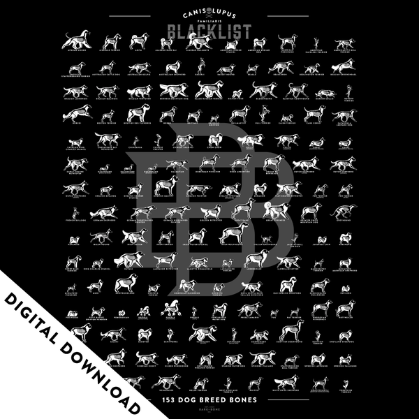 DIGITAL DOWNLOAD - The Blacklist  - 153 Skeletons