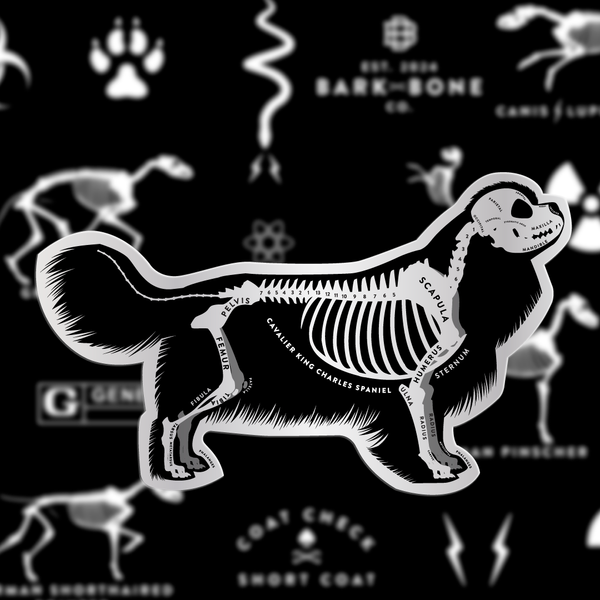 Cavalier King Charles Spaniel Skin & Bones Vinyl Sticker (3 pack)