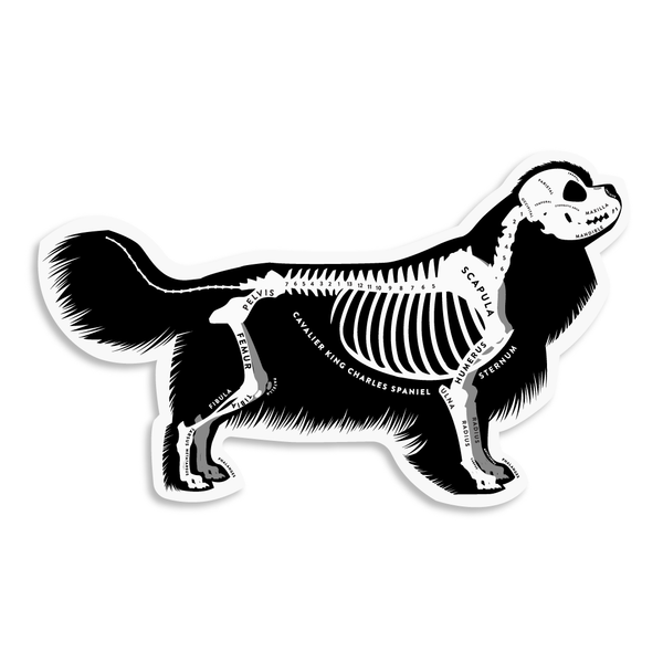 Cavalier King Charles Spaniel Skin & Bones Vinyl Sticker (3 pack)