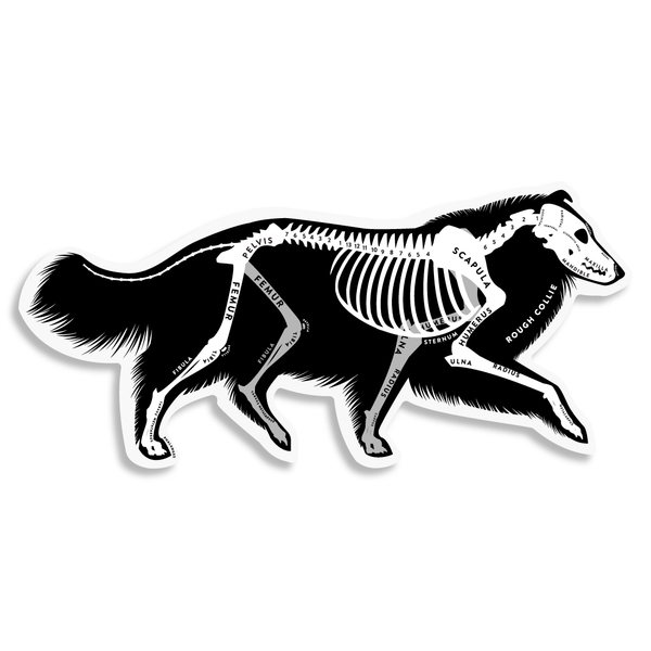 Collie Skin & Bones Vinyl Sticker (3 pack)