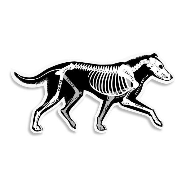 Collie Skin & Bones Vinyl Sticker (3 pack)