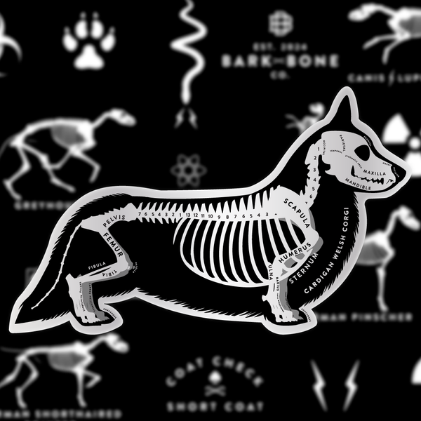 Cardigan Welsh Corgi Skin & Bones Vinyl Sticker (3 pack)