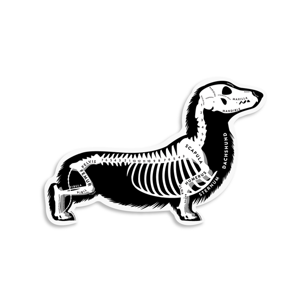 Dachshund Skin & Bones Vinyl Sticker (3 pack)
