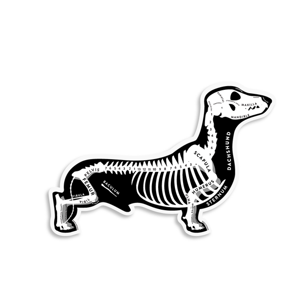 Dachshund Skin & Bones Vinyl Sticker (3 pack)