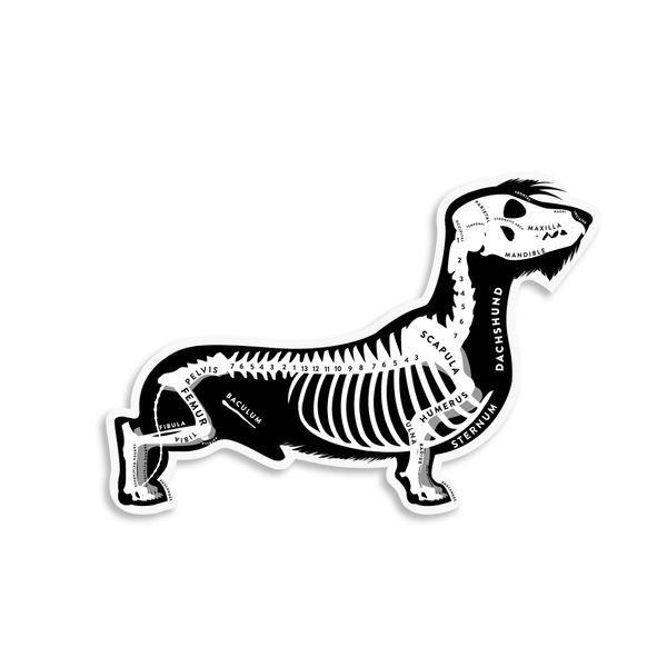 Dachshund Skin & Bones Vinyl Sticker (3 pack)