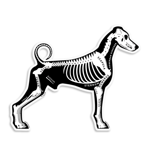 Doberman Pinscher Skin & Bones Vinyl Sticker (3 pack)