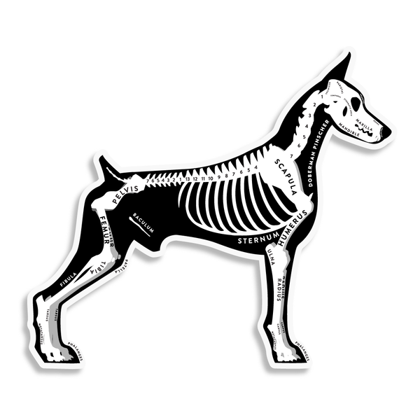 Doberman Pinscher Skin & Bones Vinyl Sticker (3 pack)
