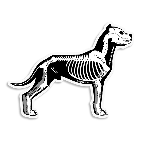 Dogo Argentino Skin & Bones Vinyl Sticker (3 pack)