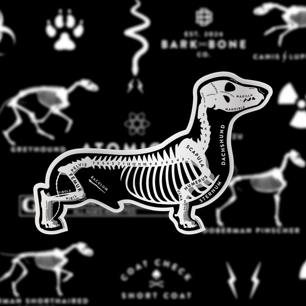 Dachshund Skin & Bones Vinyl Sticker (3 pack)