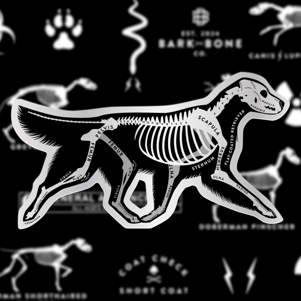 Flat-coated Retriever Skin & Bones Vinyl Sticker (3 pack)