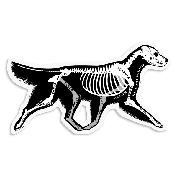 Flat-coated Retriever Skin & Bones Vinyl Sticker (3 pack)