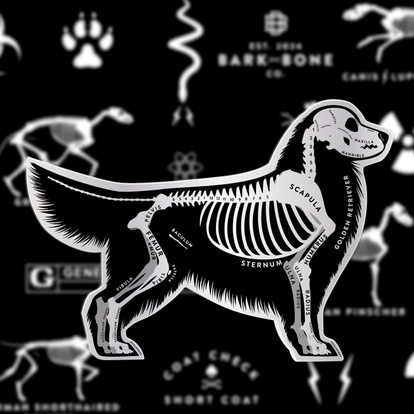 Golden Retriever Skin & Bones Vinyl Sticker (3 pack)