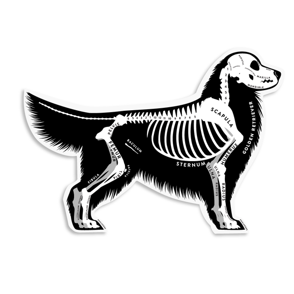 Golden Retriever Skin & Bones Vinyl Sticker (3 pack)