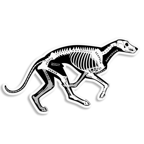Greyhound Skin & Bones Vinyl Sticker (3 pack)