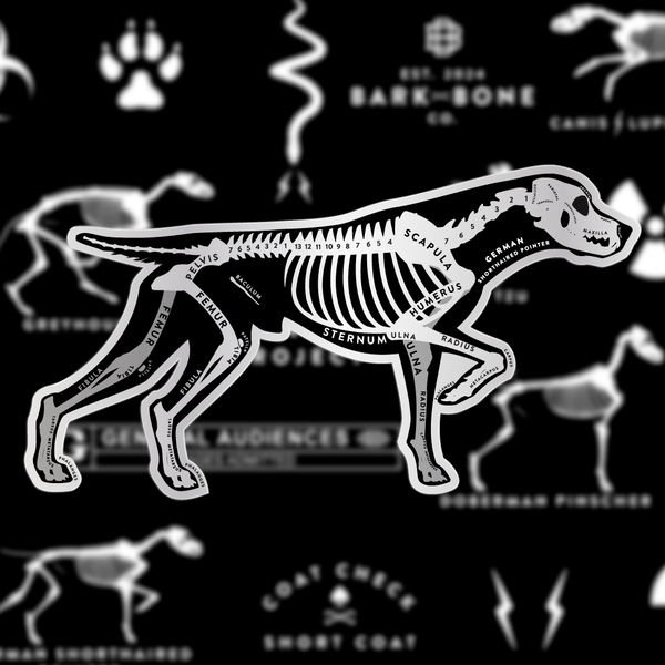 German Shorthaired Pointer Skin & Bones Vinyl Sticker (3 pack)