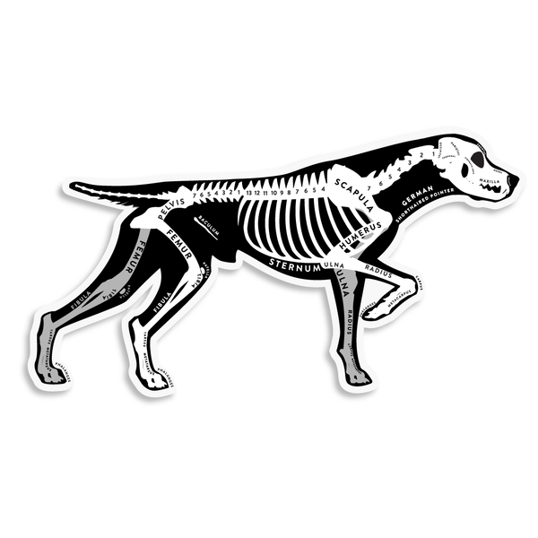 German Shorthaired Pointer Skin & Bones Vinyl Sticker (3 pack)
