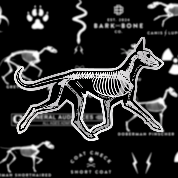 Ibizan Hound Skin & Bones Vinyl Sticker (3 pack)
