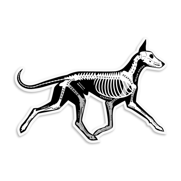 Ibizan Hound Skin & Bones Vinyl Sticker (3 pack)