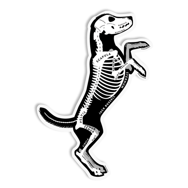 Jack Russell Skin & Bones Vinyl Sticker (3 pack)