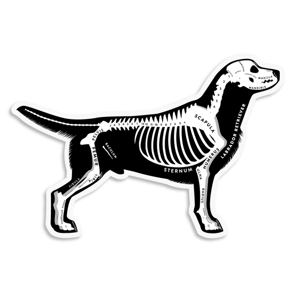 Labrador Retriever Skin & Bones Vinyl Sticker (3 pack)