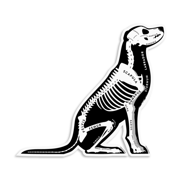 Labrador Retriever Skin & Bones Vinyl Sticker (3 pack)