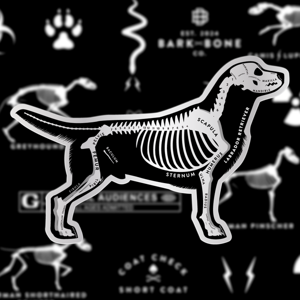 Labrador Retriever Skin & Bones Vinyl Sticker (3 pack)