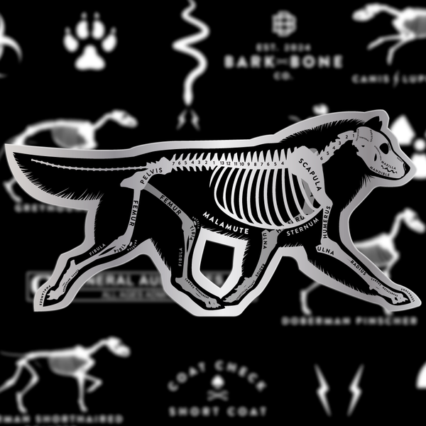 Alaskan Malamute Skin & Bones Vinyl Sticker (3 pack)