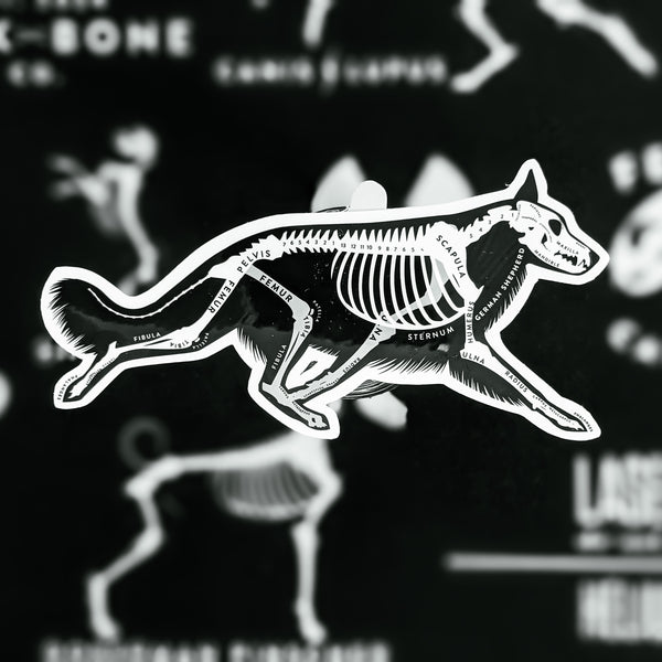 German Shepherd Skin & Bones Vinyl Sticker (3 pack)