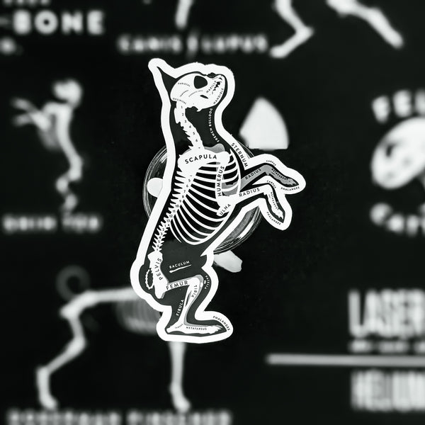 French Bulldog Skin & Bones Vinyl Sticker (3 pack)