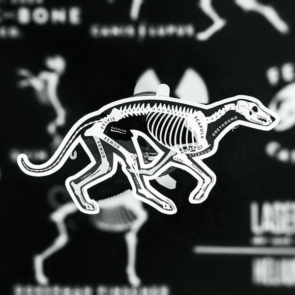 Greyhound Skin & Bones Vinyl Sticker (3 pack)