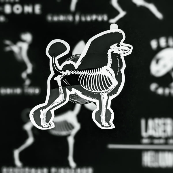 Standard Poodle Skin & Bones Vinyl Sticker (3 pack)