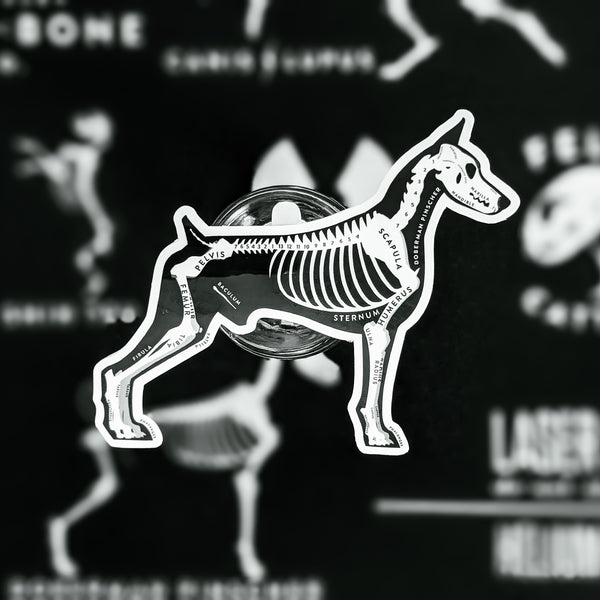 Doberman Pinscher Skin & Bones Vinyl Sticker (3 pack)
